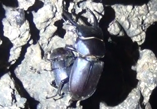 命次代につなぐコクワガタ_東京多摩地区・団地前のクヌギ_2024年7月4日 夜